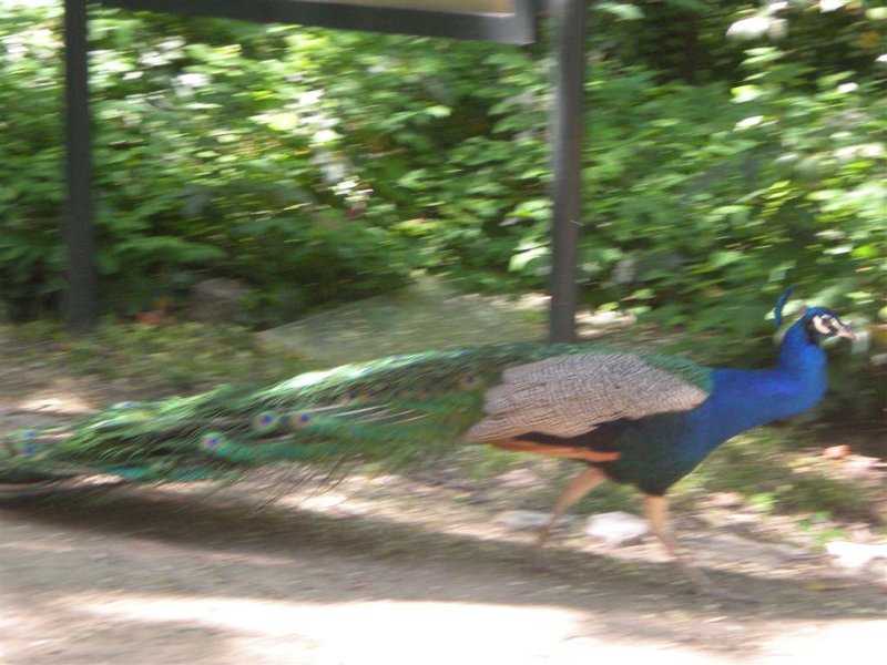 Original image